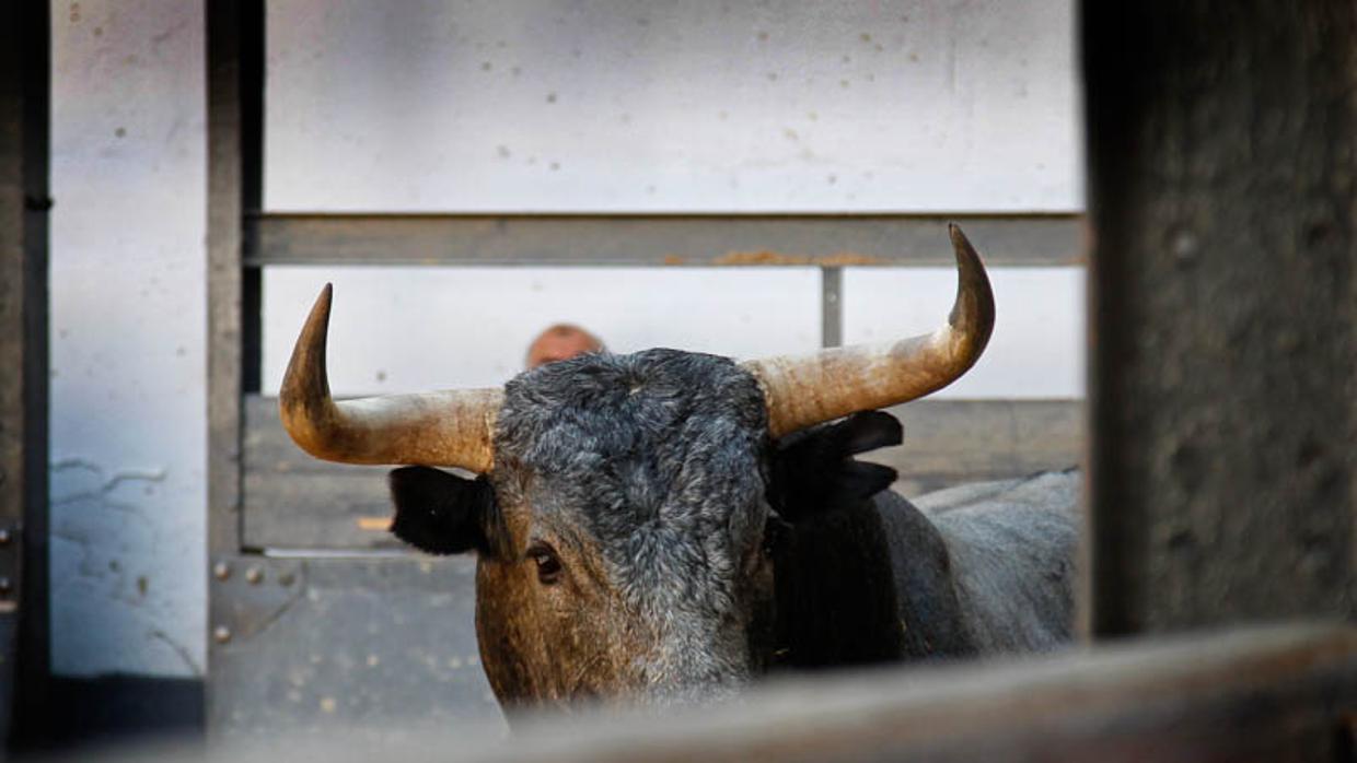 Rafaelillo saluda con una larga cambiada de rodillas al cuarto toro de Miura