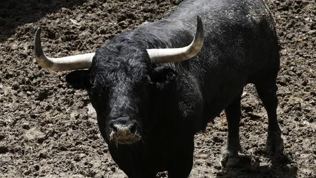 Un toro aguarda en los corrales del gas el día en que participará en un encierro de San Fermín
