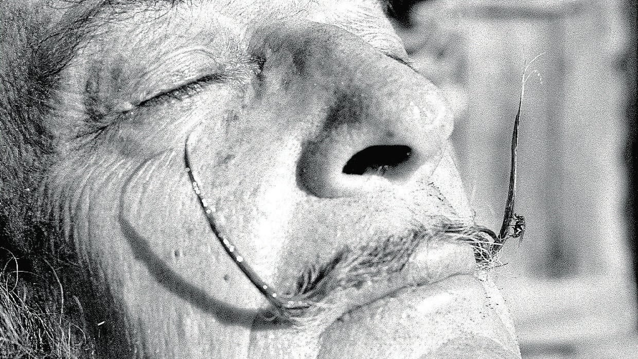 El bigote de Salvador Dalí