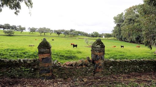 Finca San Miguel, donde pronto pastarán las vacada de José Moya