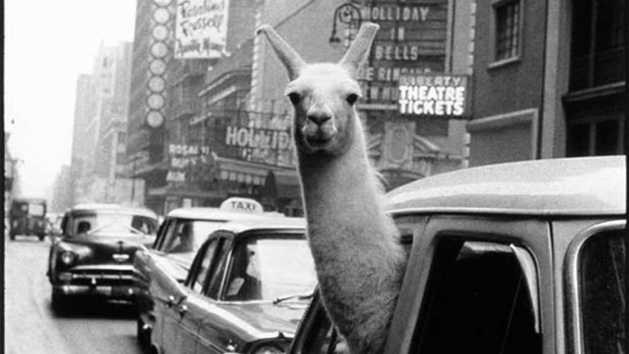 «Una llama en Times Square», de Inge Morath