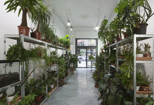 Vista de la instalación «Who wants to be an impatient gardener», ahora en galería ADN