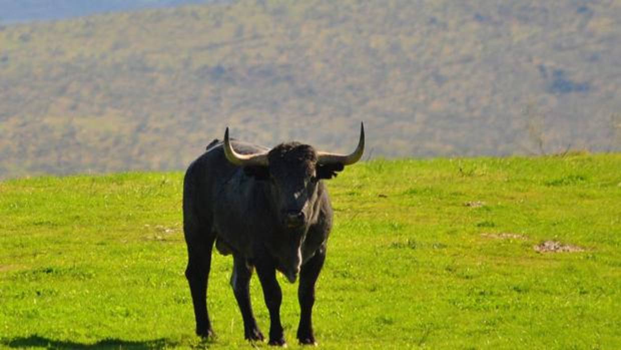 Un Victorino en el campo, ganadería aprobada por los abonados para lidiar en Sevilla