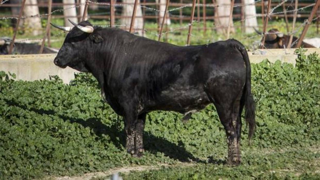 Imagen de un toro en el campo