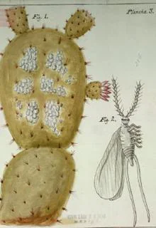 Penca del nopal con grana. Ilustración del libro «Memoria, sobre naturaleza, cultivo y beneficio de la grana», de José Antonio Alzate y Ramírez