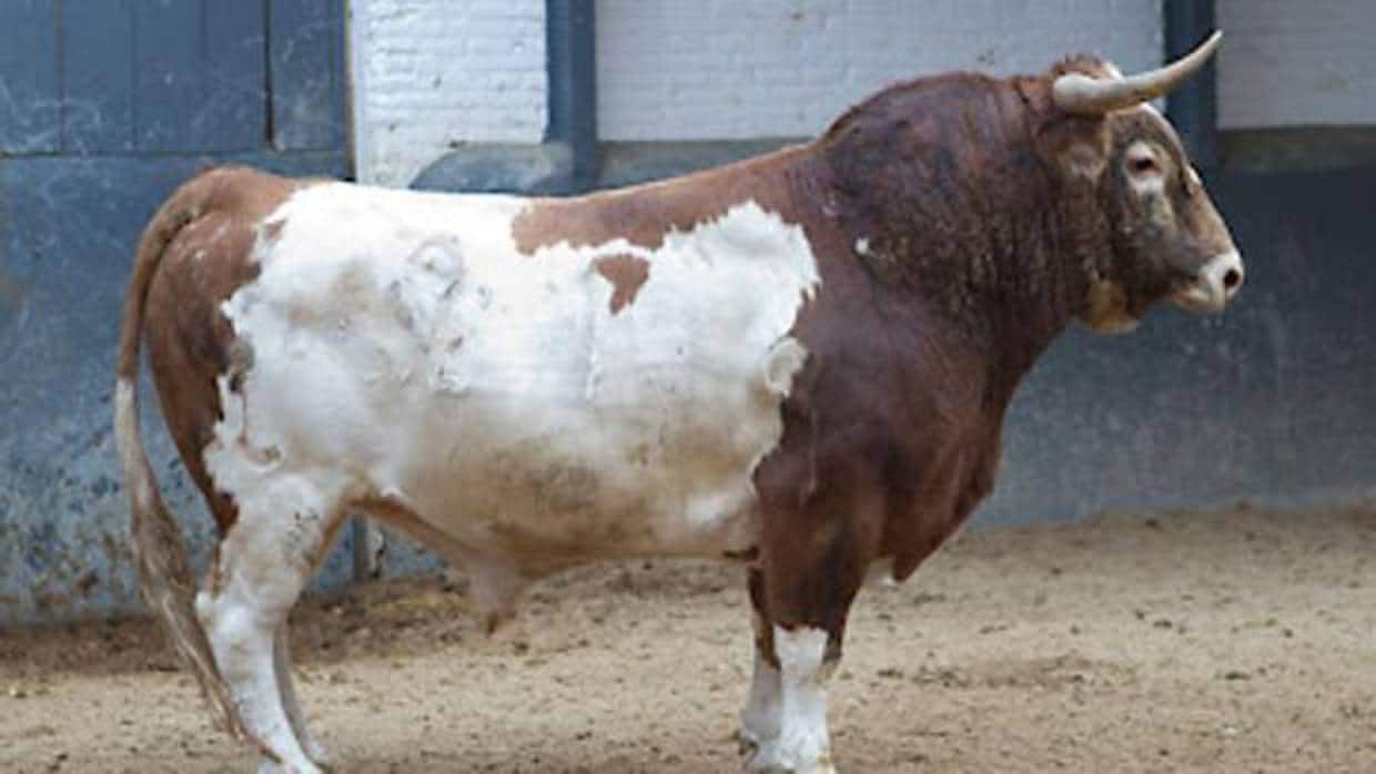 Los veterinarios taurinos de España rechazan la censura del Colegio de Madrid a los toros