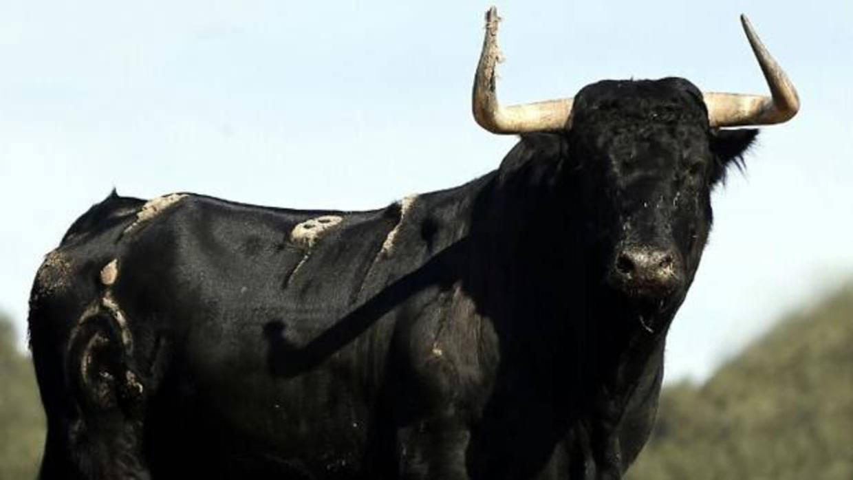 Toro de Fuente Ymbro