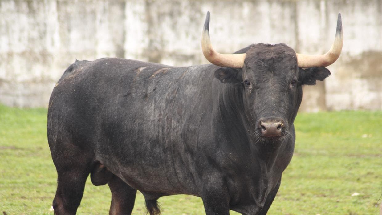 «Paquetillo», uno de los toros reseñados para Madrid