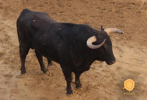 Feria de Abril de Sevilla 2018: éstos son los toros de Garcigrande para Ponce, Juli y Talavante