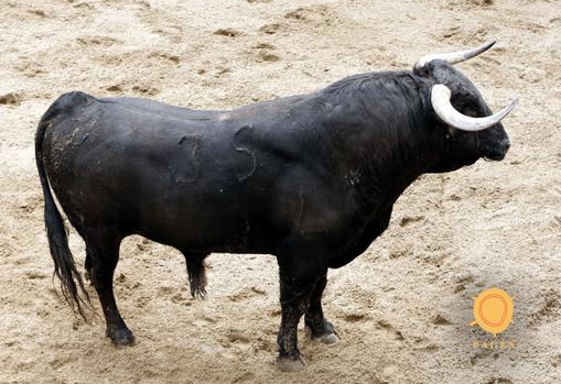 Feria de Abril de Sevilla 2018: éstos son los toros de Garcigrande para Ponce, Juli y Talavante