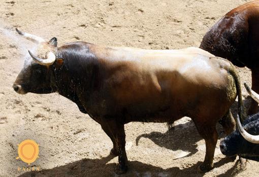 Feria de Abril de Sevilla 2018: Seis toros del Pilar para la corrida de este miércoles en la Maestranza