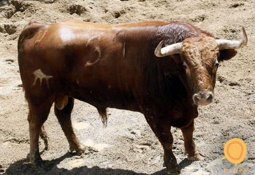 Feria de Abril de Sevilla 2018: Seis toros del Pilar para la corrida de este miércoles en la Maestranza
