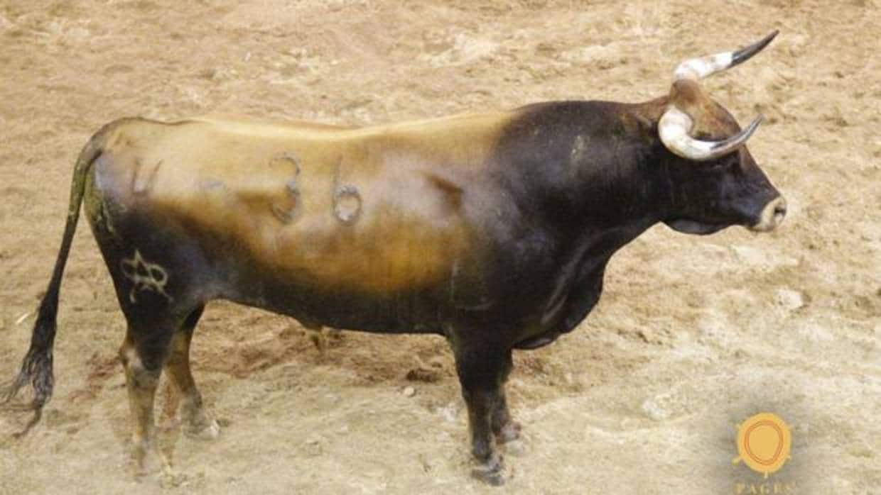 Primer toro de Miura para Manuel Escribano