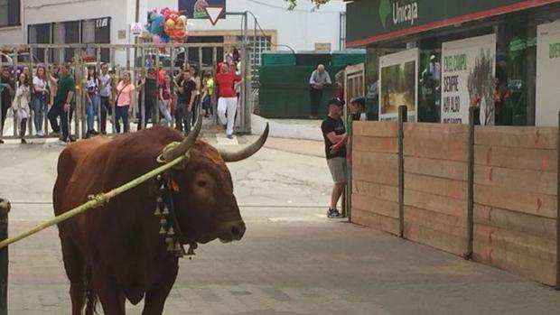 Una mujer muere por una cornada en los toros 'ensogaos' de Beas