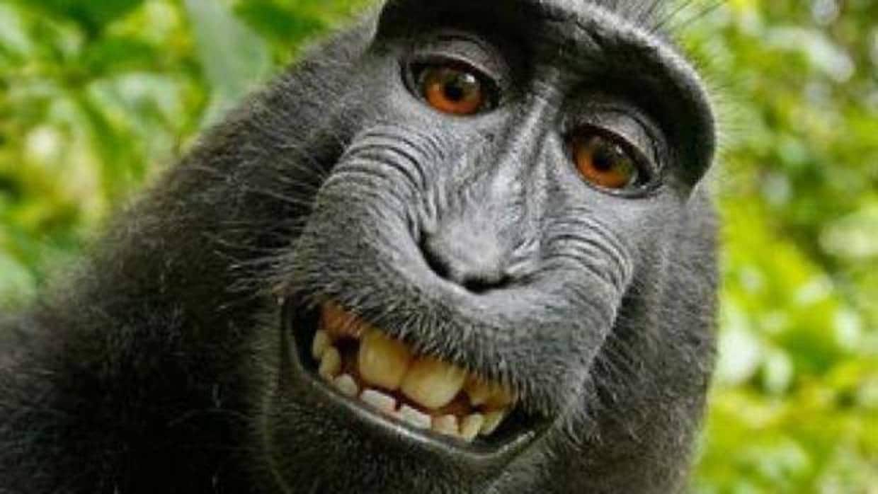 Uno de los selfies del mono Naruto