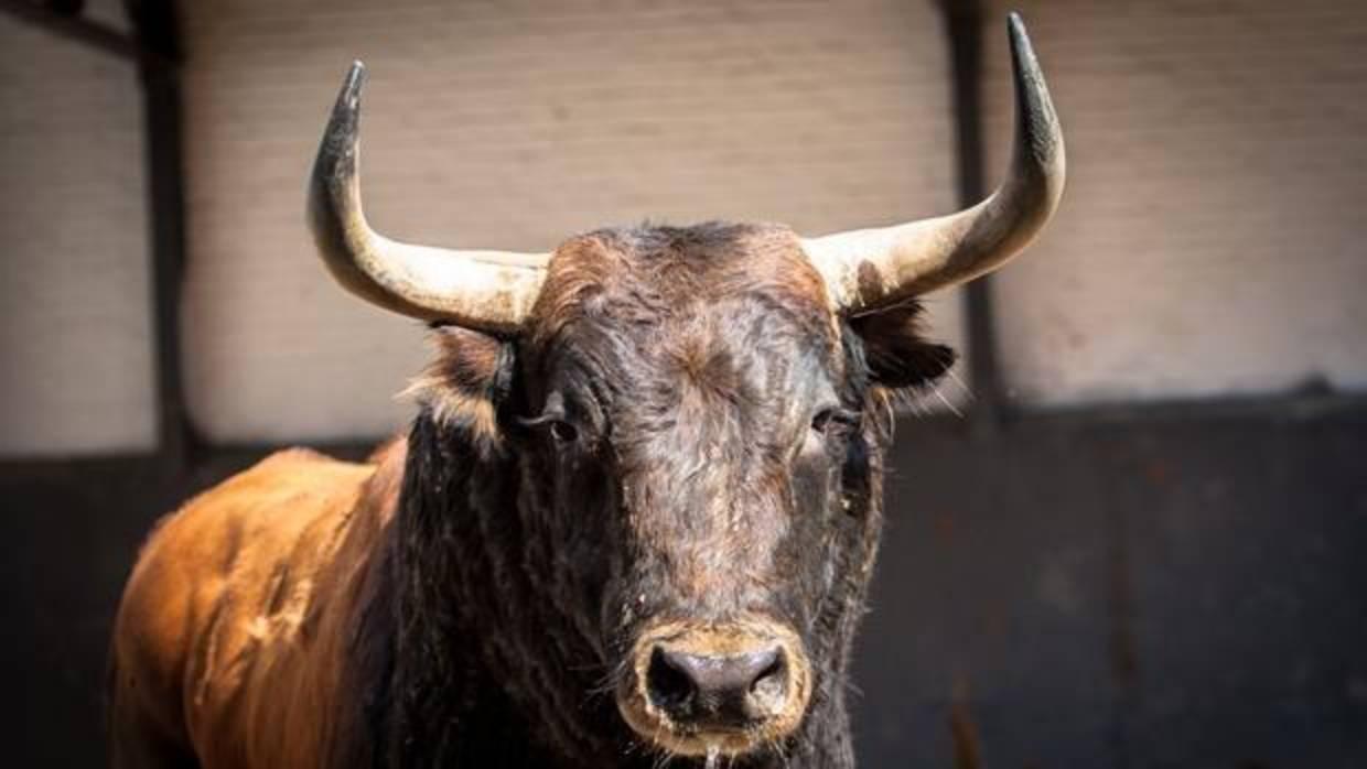 Directo: Padilla, Castella y Roca Rey, toro a toro en San Isidro