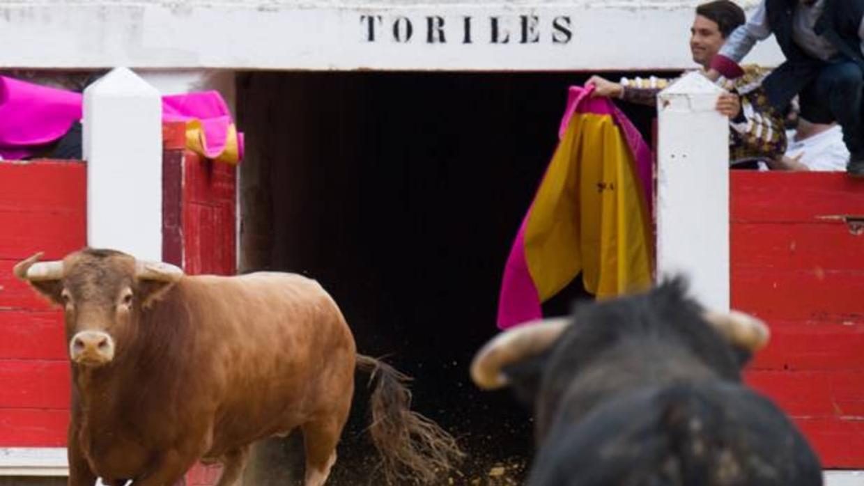 Dos toros en el ruedo de Brihuega