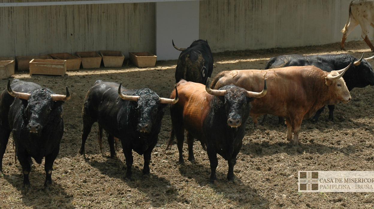 Toros de Fuente Ymbro en los corrales