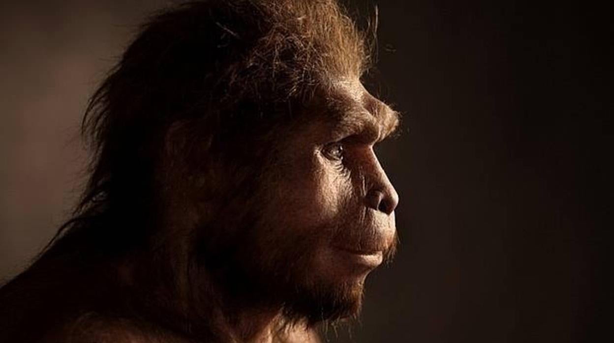 Reconstrucción de un Homo Erectus