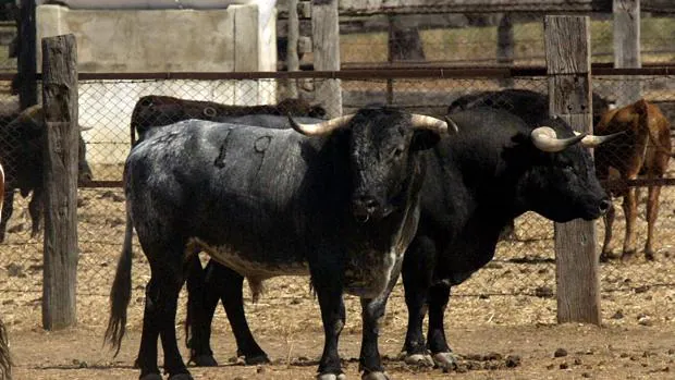 Carteles taurinos de Albacete, una feria para todos los gustos
