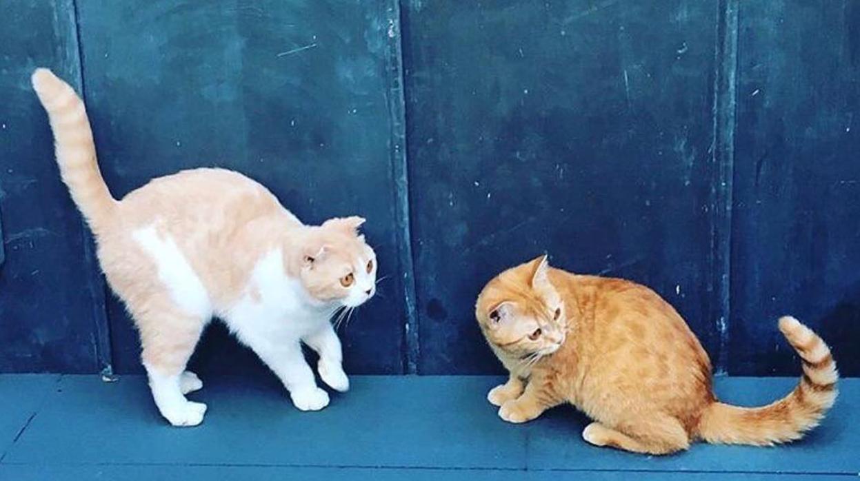 Calippo y Dorito, los gatos de Ed Sheeran