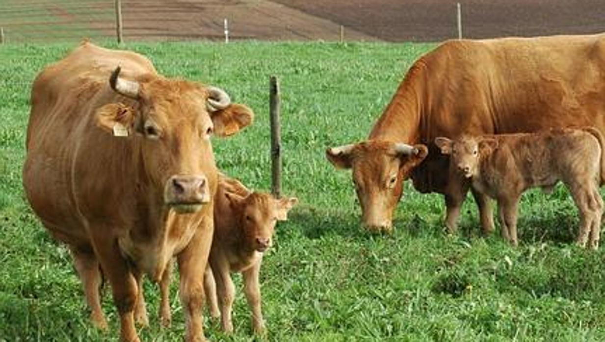 Un toro de 800 kilos se escapa al llegar al matadero de Saldaña