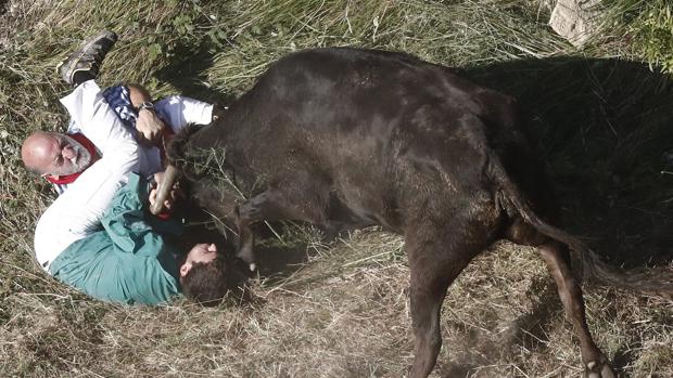 Ocho vacas se escapan después de cornear a dos corredores en el encierro del Pilón