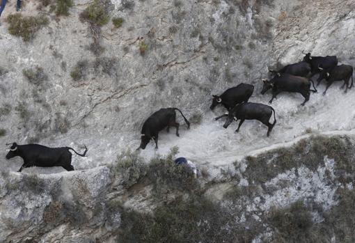 Las vacas, por el monte