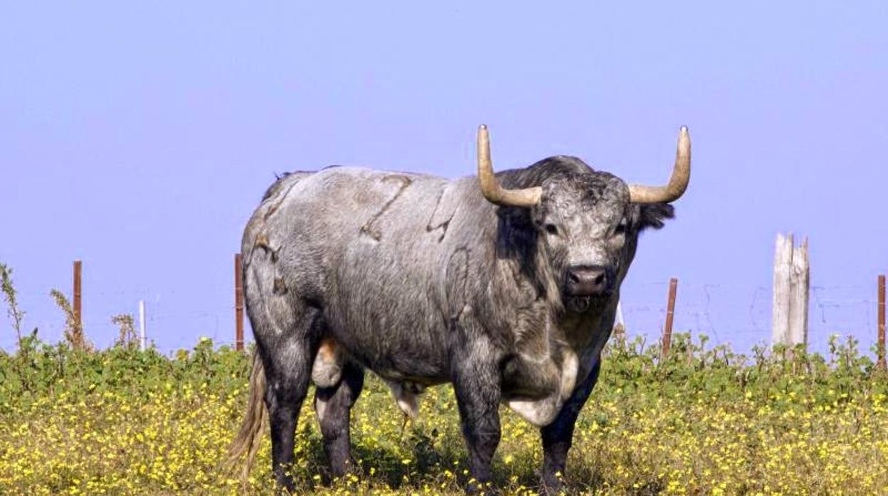 Camisita, uno de los toros de Partido de Resina previstos para San Isidro