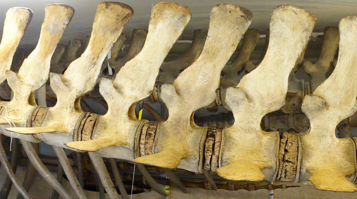 Esqueleto de ballena en el Museo de Bergen