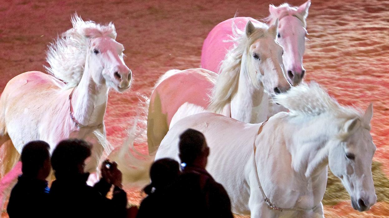 Imagen del Salón Internacional del Caballo (Sevilla)