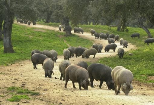 «Del cerdo, hasta los andares», dice el refranero español