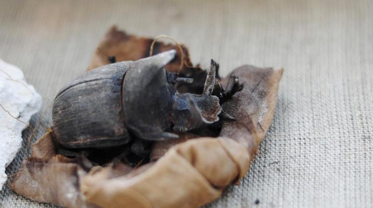 Un escarabajo momificado