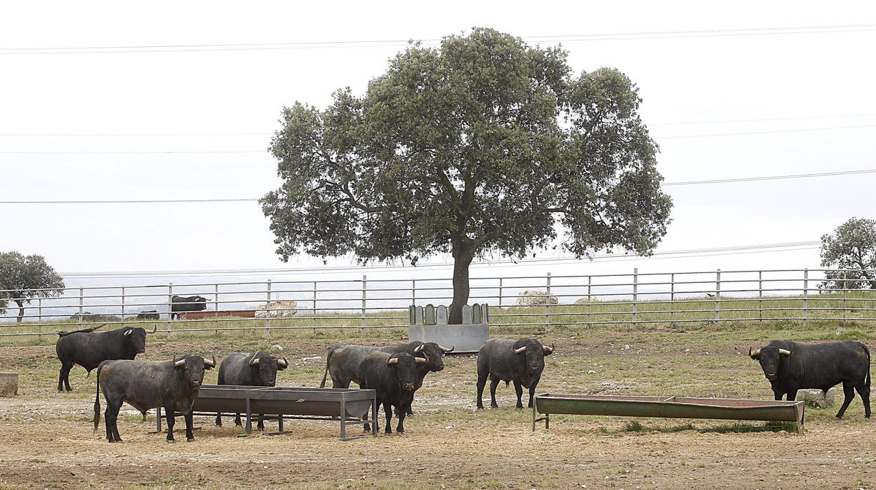 Toros de Victorino en la finca cacereña «Las Tiesas de Santa María»