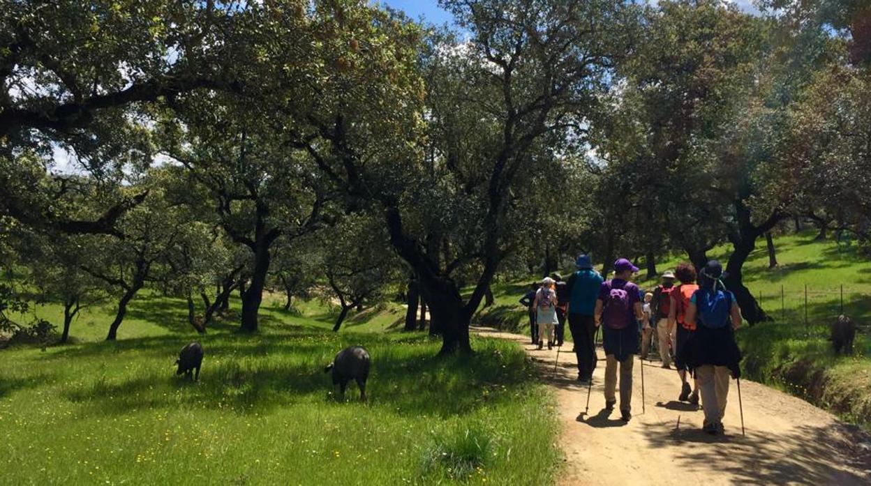 Grupo camina en una dehesa en la Sierra de Aracena