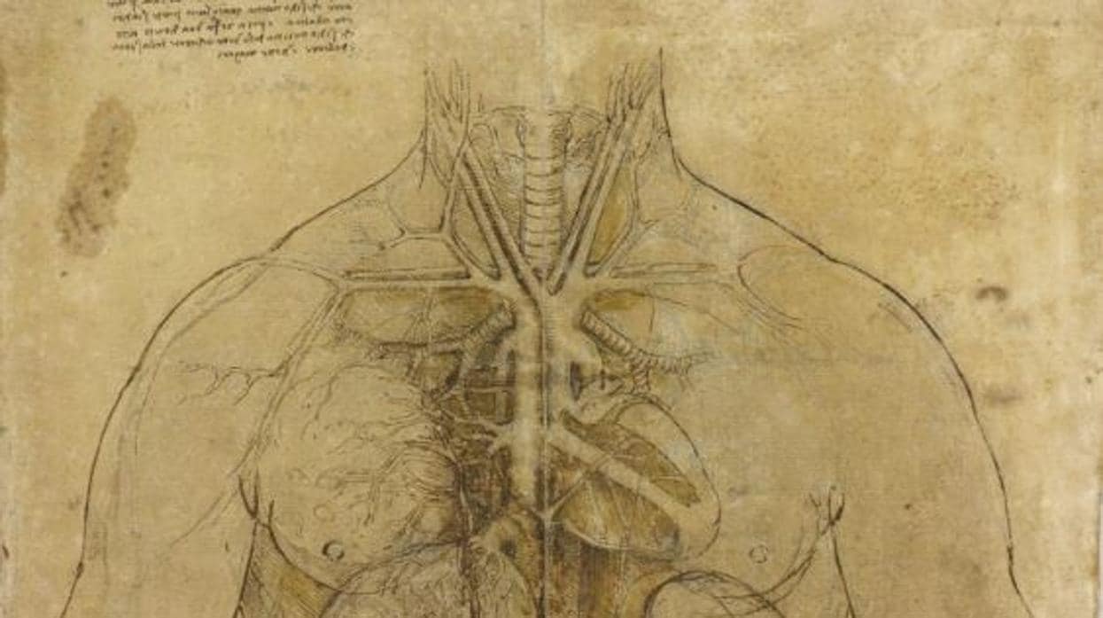 Descubren la huella de Da Vinci en un dibujo médico