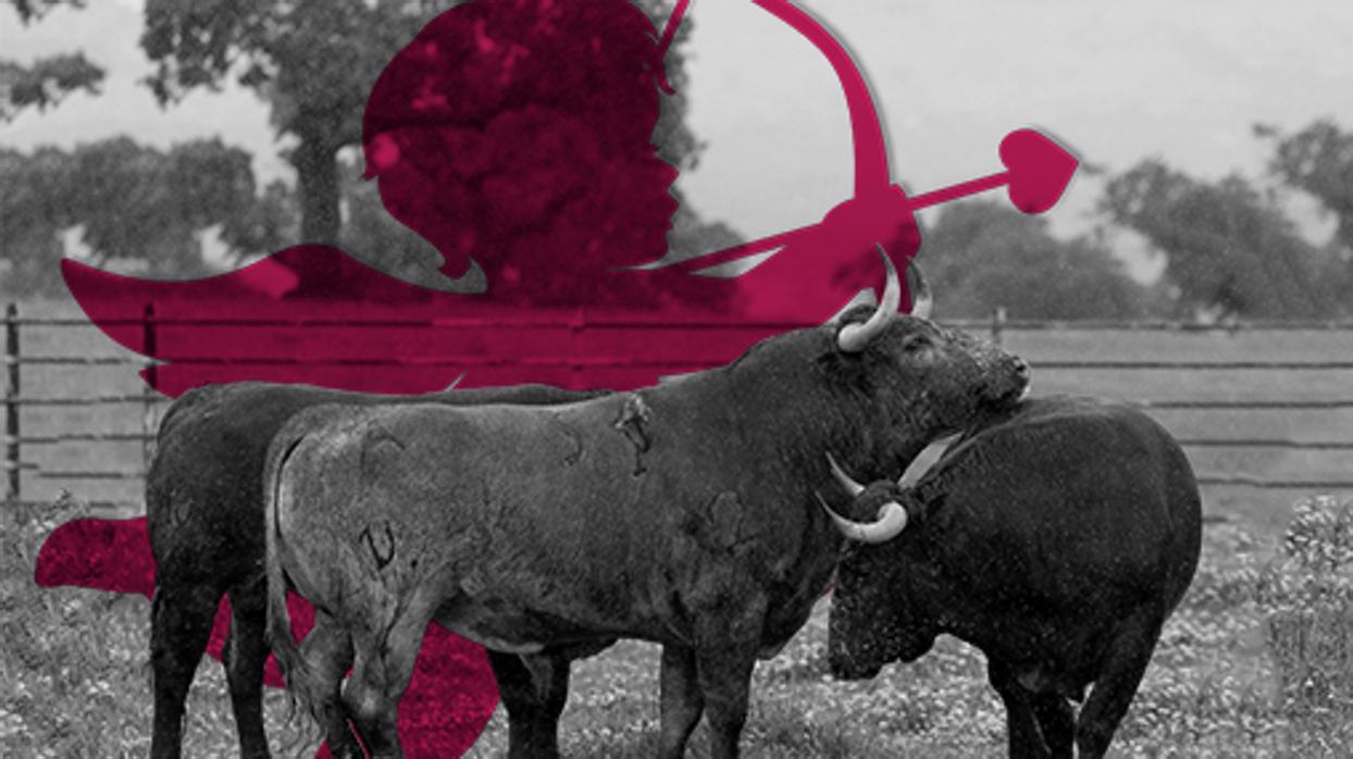 San Valentín: cómo enamorar (y desenamorar) a un aficionado a los toros