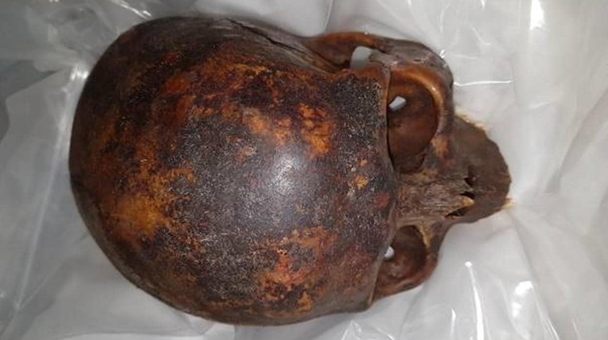 El cráneo de la momia conocida como el Cruzado, hallado en los jardines de la iglesia de San Michan
