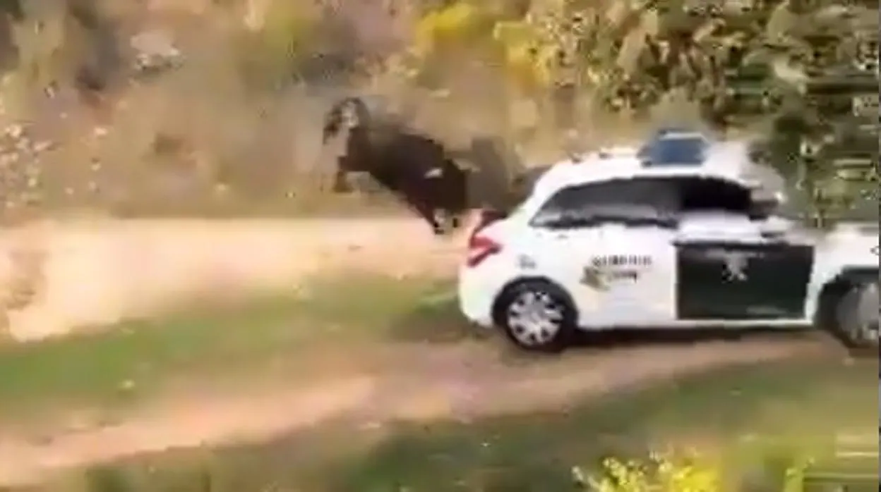 El toro embiste contra el coche de la Guardia Civil