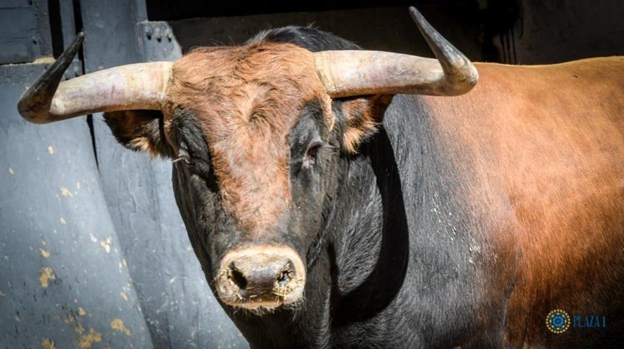 Uno de los toros que se lidiarán hoy en Madrid