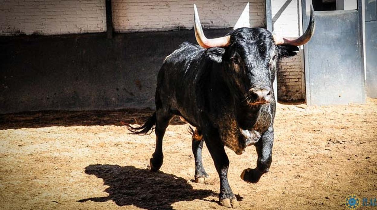 Toro para esta tarde