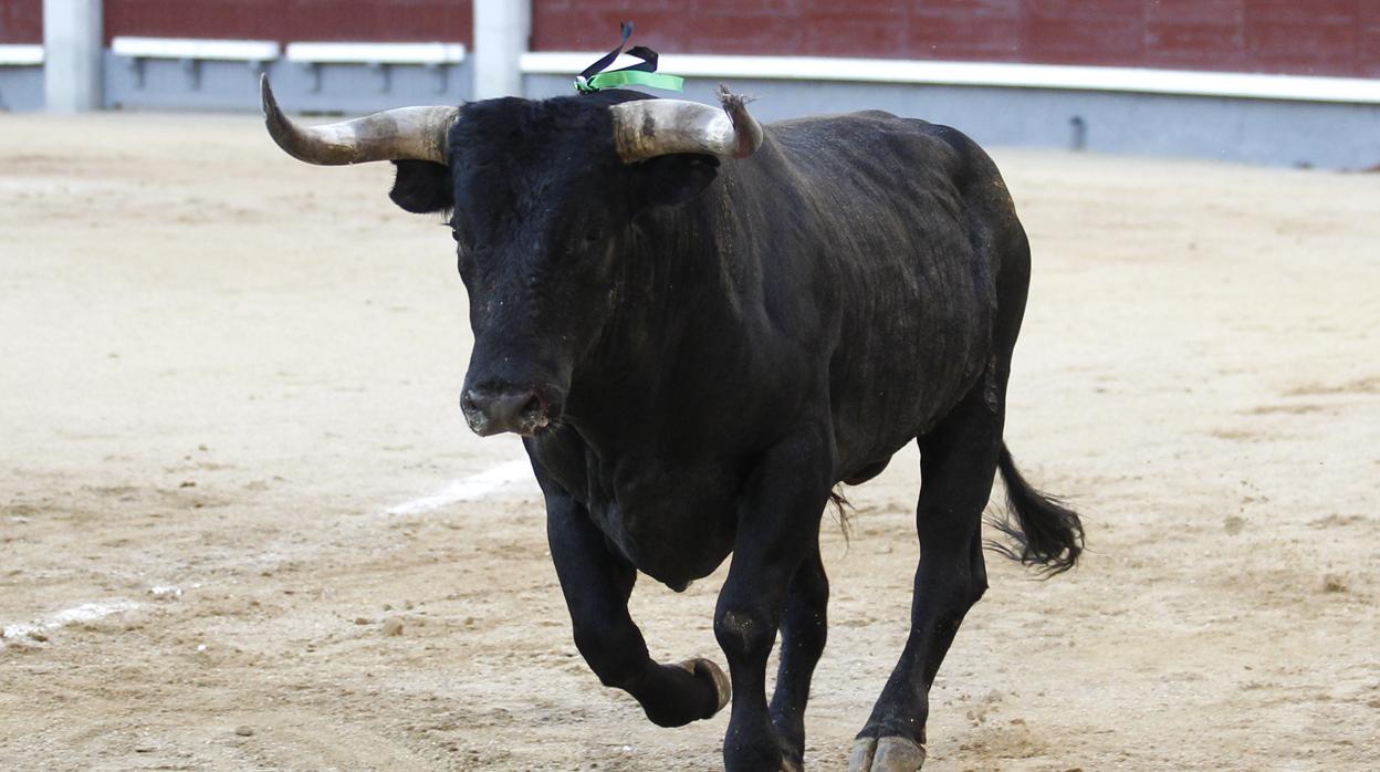 Un toro de Miura, ganadería que este año no lidia en Madrid-