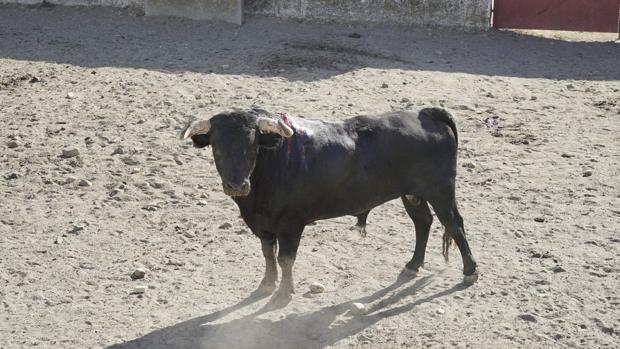 «Tahonero», primer Miura indultado, se recupera en el campo