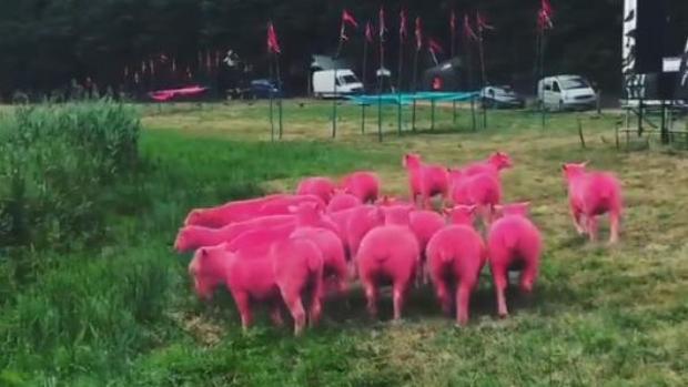 Acusan de maltrato animal a un festival británico por teñir de rosa un rebaño de ovejas para promocionarse