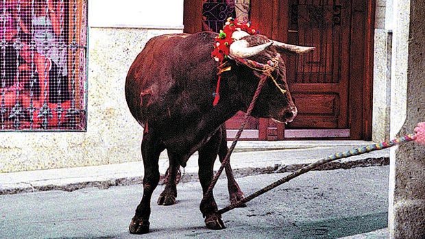 Cornada mortal a un hombre en el toro de cuerda de Chiva