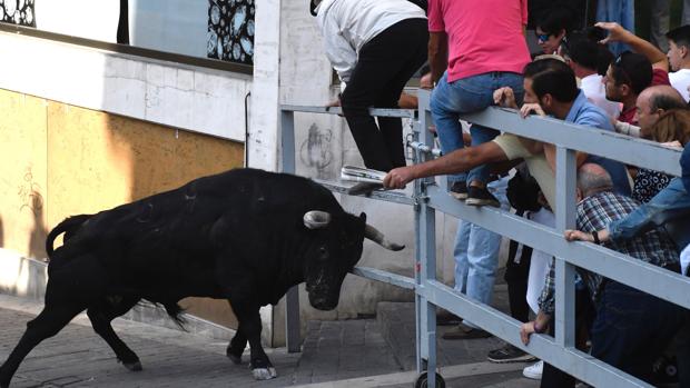 Cornada mortal a un hombre de 62 años en los encierros de Cuéllar