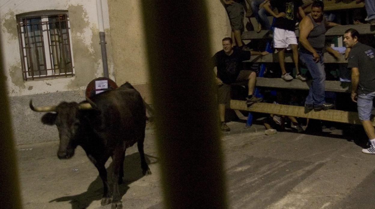 Las juventudes de Esquerra piden prohibir los correbous y los toros embolados