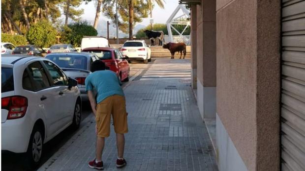 Un novillo se escapa de la plaza de Algemesí y tiene que ser abatido por la Policía