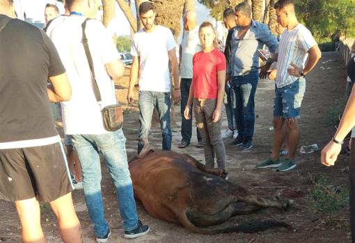 Un novillo se escapa de la plaza de Algemesí y tiene que ser abatido por la Policía