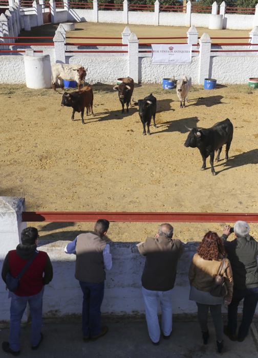 Aficionados contemplan varios toros expuestos en los corrales de la Venta de Antequera